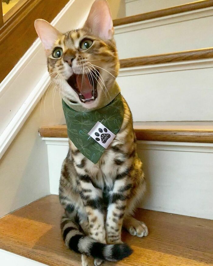 The Bengal Cat Named Koda