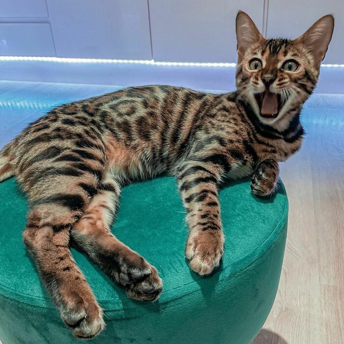 Bengal Loki