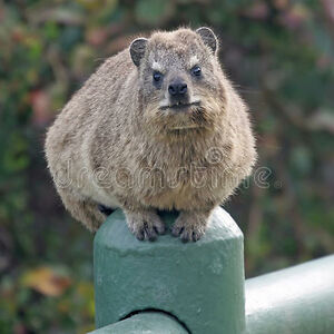 brooklyn-buet366 avatar