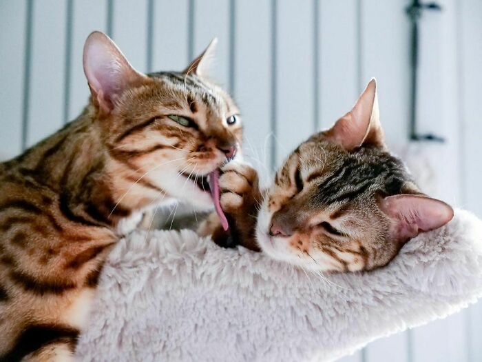 Cute Bengal Cats