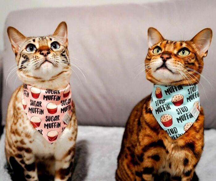 Mischievous Brother & His Clumsy Baby Sis