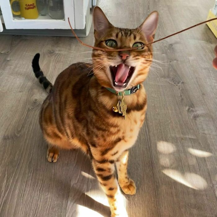 Bengal Cat Finn