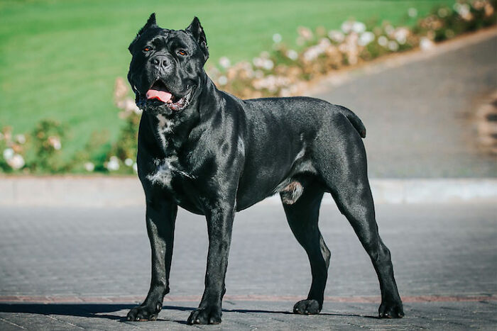 Cane Corso: Dog Breed And Facts Cane Corso: Dog Breed And Facts