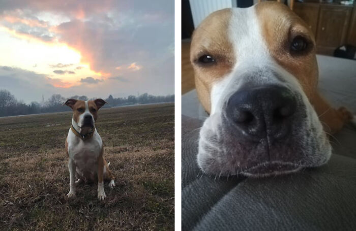 The 5 Most Crucial Life Lessons My Pitbull Dog Dina Taught Me (32 Pics)