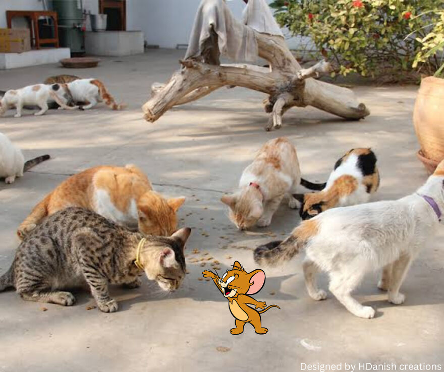 Cartoons Life In Pakistan