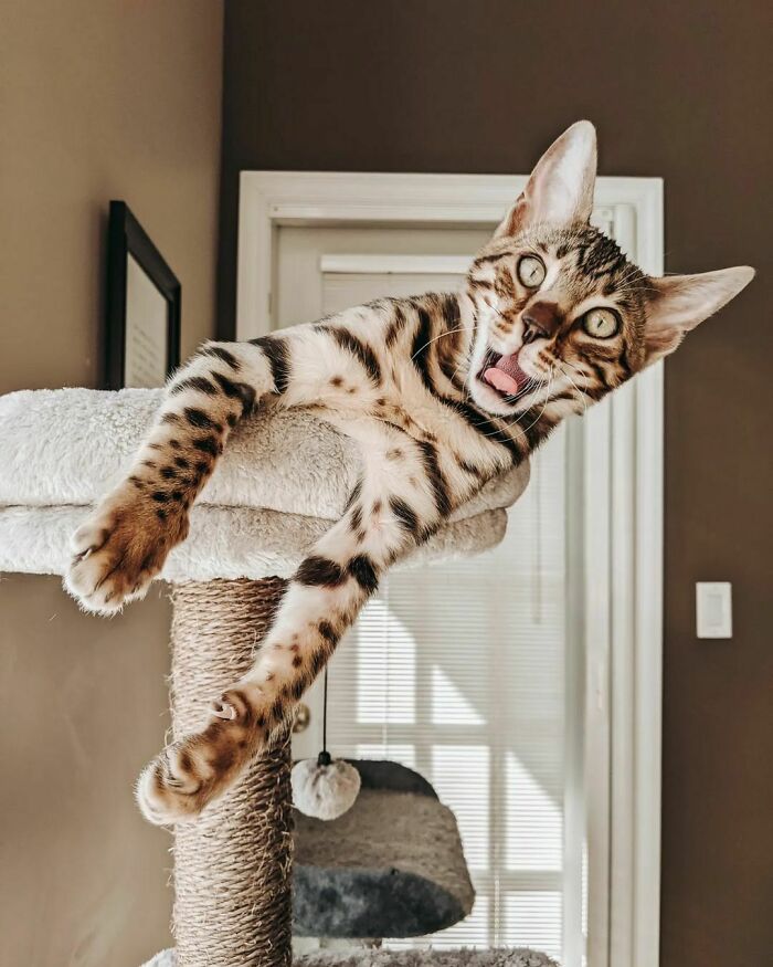 Bengal Kitten Yoshi