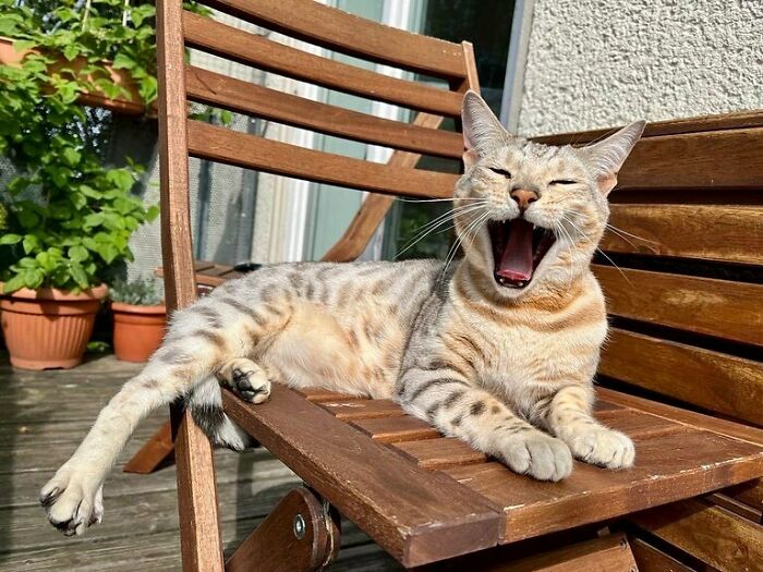 Lilo, Official Ruler, King And Troublemaker