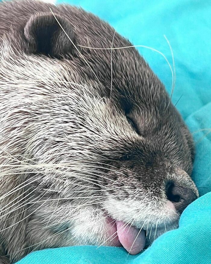 Sleeping otter with tongue out on a soft blue background, showcasing its adorable and cute features.
