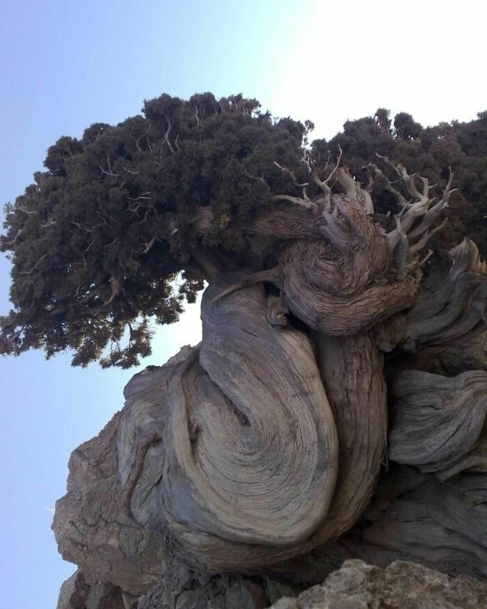 A 4852 Year Old Located Ancient Mountain Aras Cypress At Tandooreh National Park, Iran