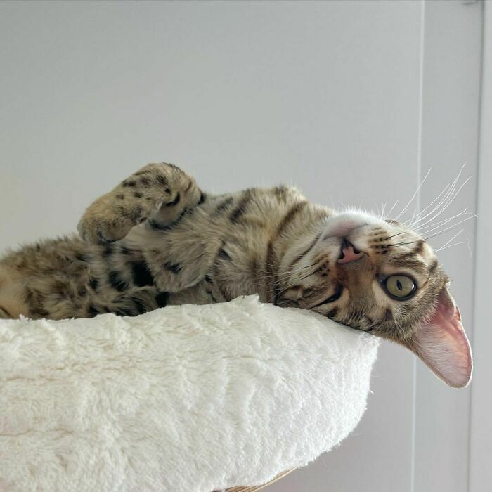 Cute Bengal Cat Named Toffee From Switzerland