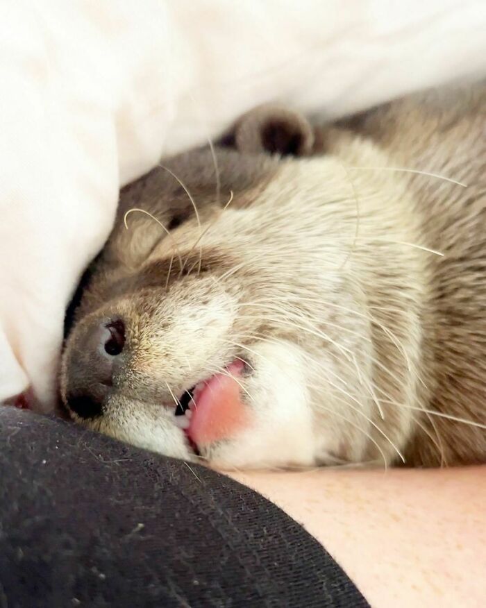 My Mornings Usually Start Not With Coffee But With Hazel Sleeping On My Shoulder