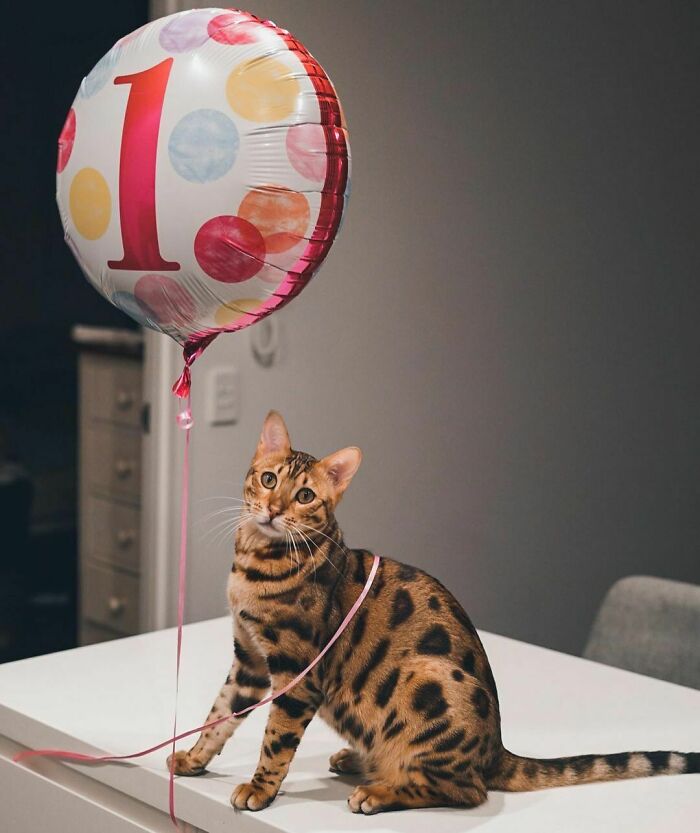 I Am One Human Year Wiser Today