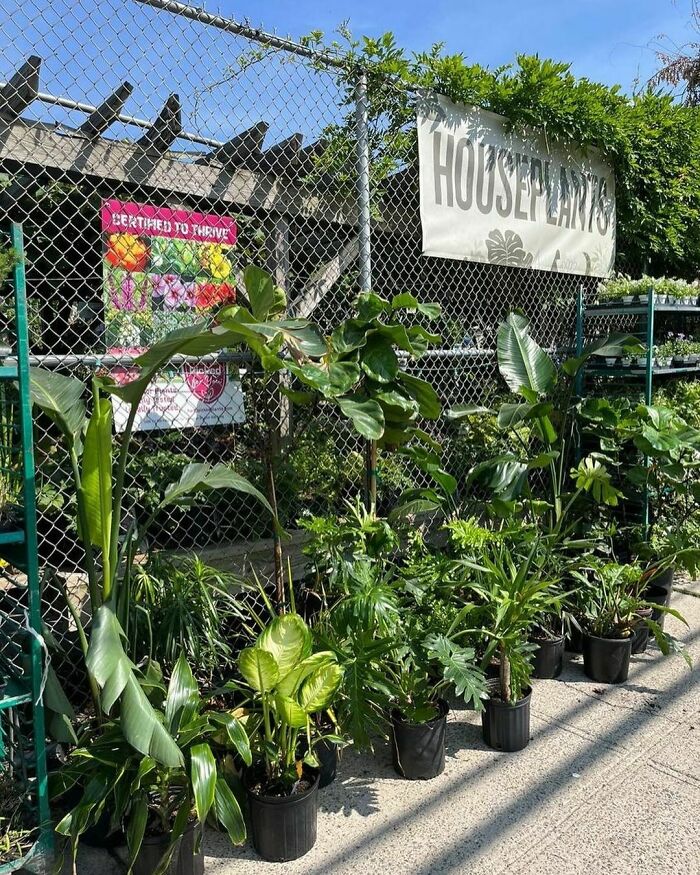  Plantas de interior gratis