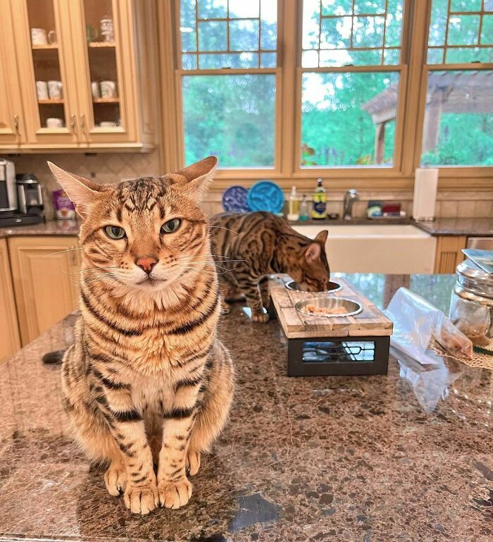 Bengal Brothers Mickey & Mort