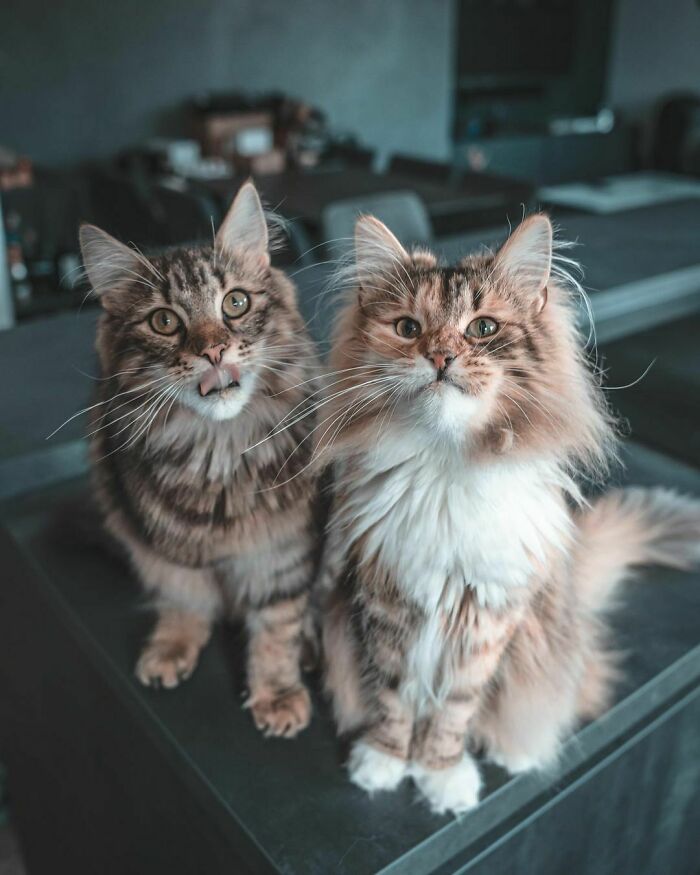 Norwegian Forest Cats