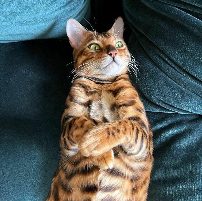 Bengal Cat Named Sean