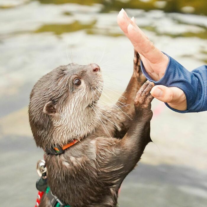 High-Five