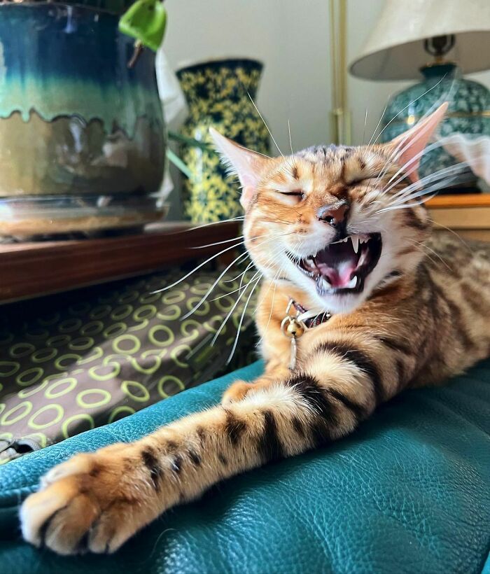 Mia The Bengal