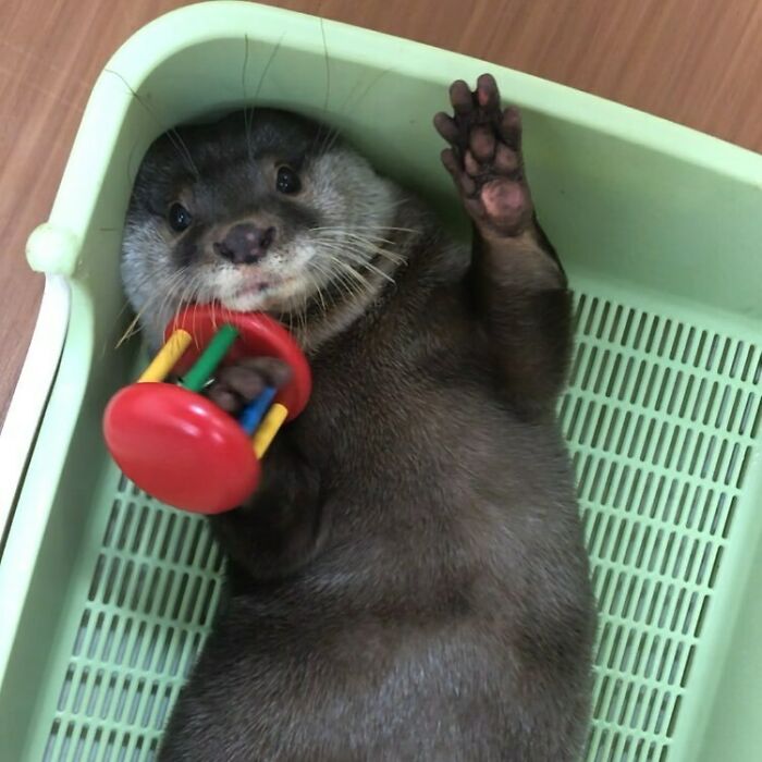 Hello Everyone, I'm Joe