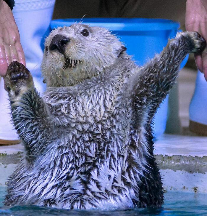 This Is Kira-Chan Talking. By The Way, Her Voice Sounds Like Donald Duck