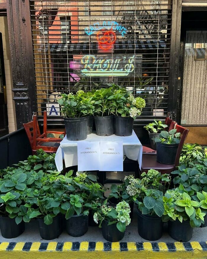 An Aesthetically Pleasing Stoop