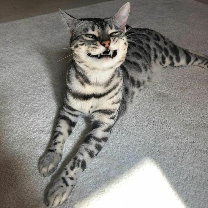 Luna’s Response After Going To The Vets For Annual Checkup This Morning