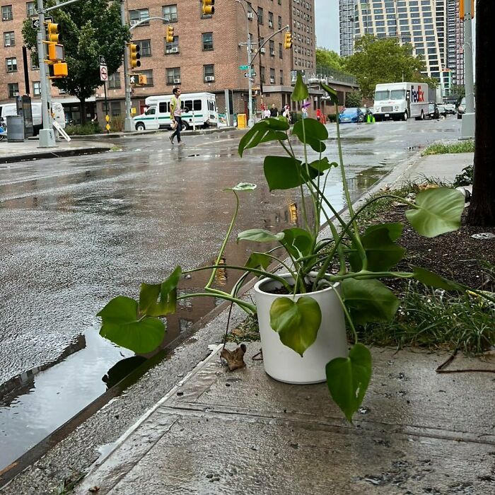 Sad Lil Guy In Need Of Rescue Corner