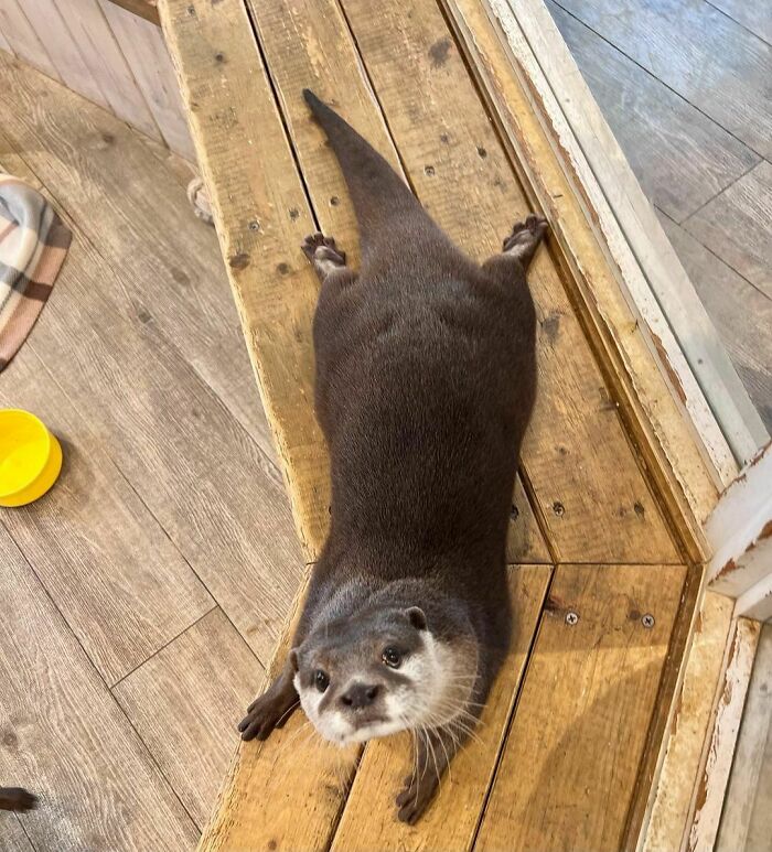 Cute otter lounging on wooden steps, showcasing why otters are among the cutest animals.