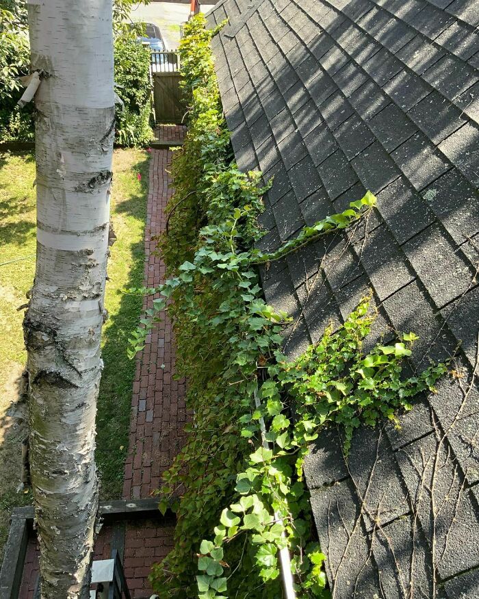 Gutters Need Cleaning!