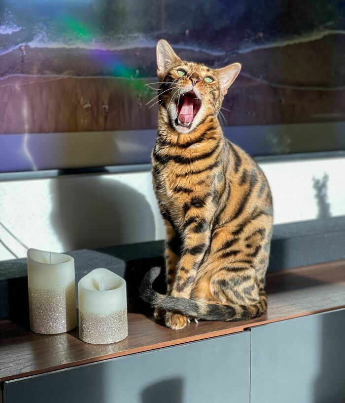 Bengal Cat Arnie (Arnold)