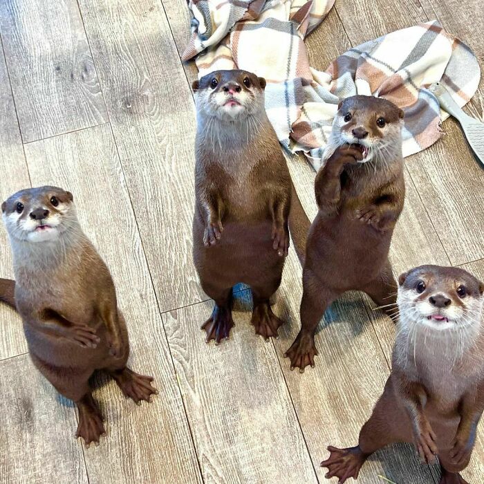 Four cute otters standing on a wooden floor, looking curiously up at the camera with a patterned blanket behind them.