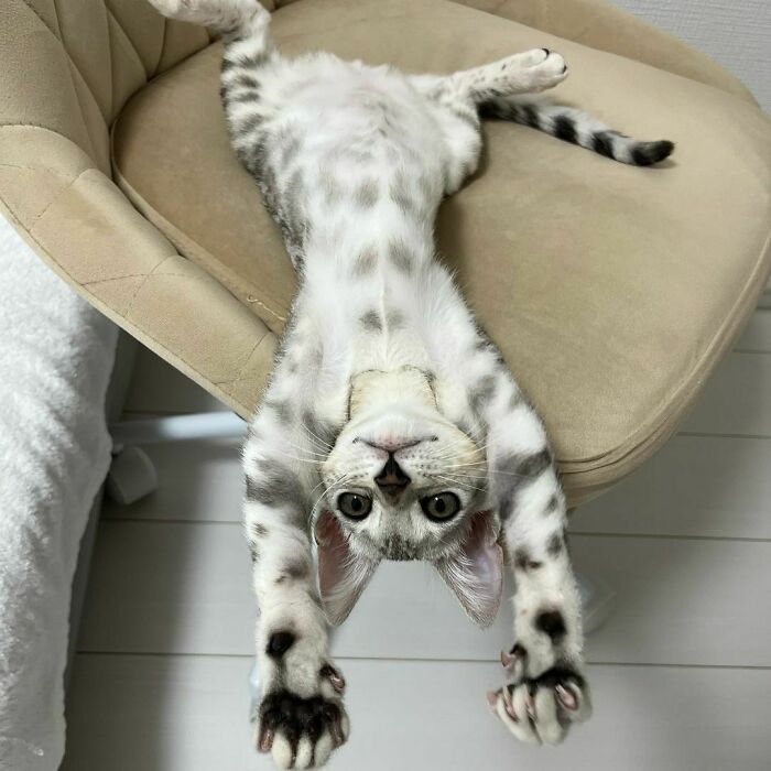 Cute Bengal Cat
