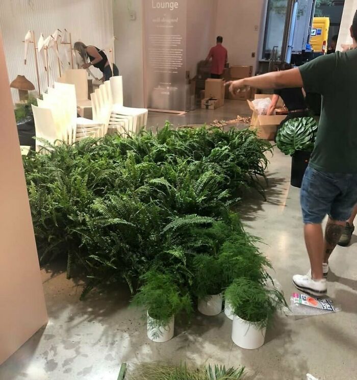 Tons Of Live Ferns Available Now!