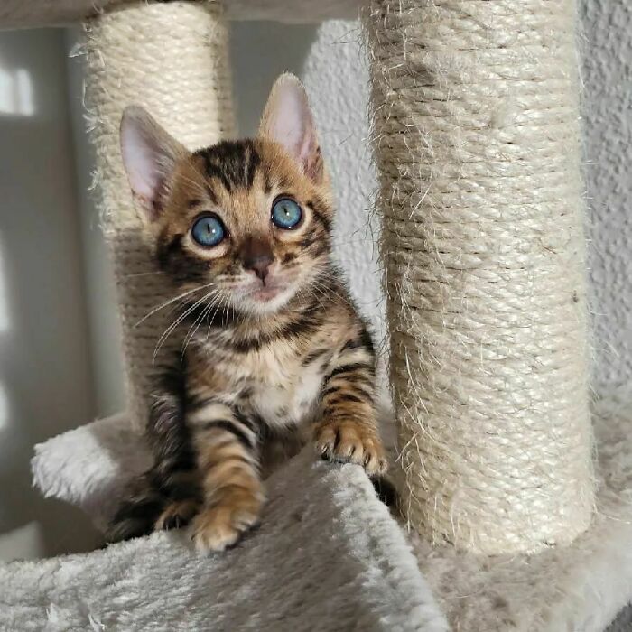 Cute Bengal Kitten