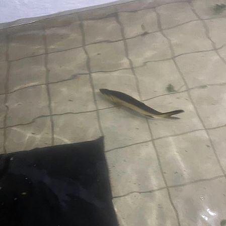 Hurricane-Ian-Florida-Pics