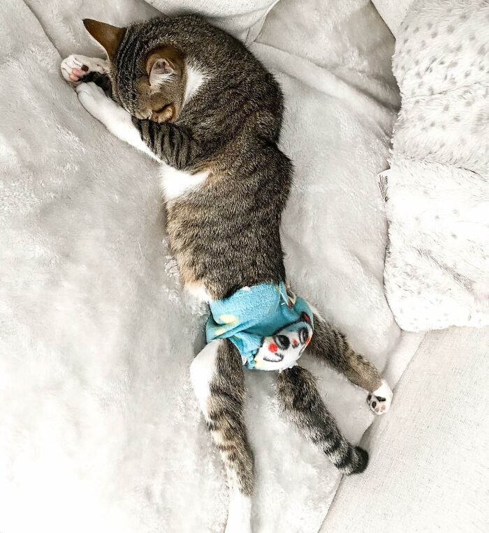 Couple Adopted Paralyzed Cat And Their Story Went Viral