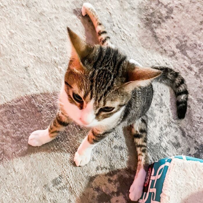 Couple Adopted Paralyzed Cat And Their Story Went Viral