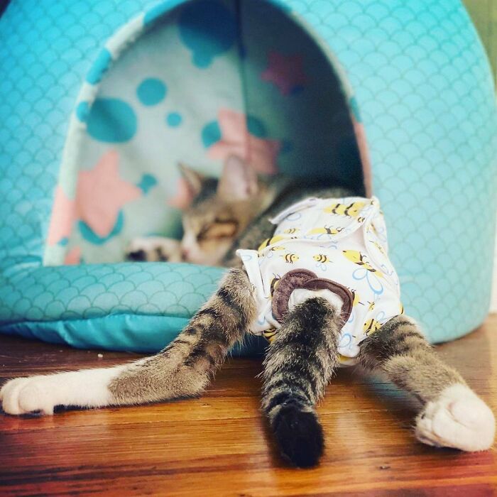 Couple Adopted Paralyzed Cat And Their Story Went Viral