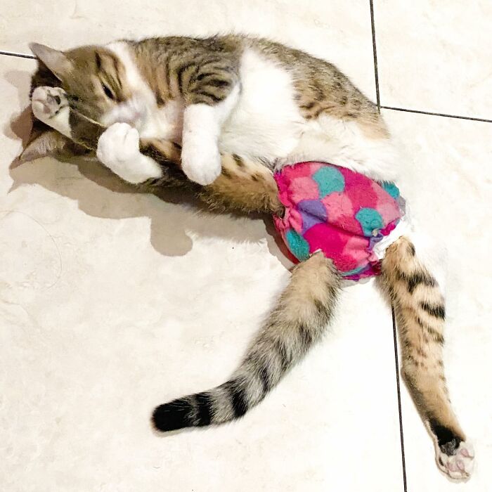 Couple Adopted Paralyzed Cat And Their Story Went Viral