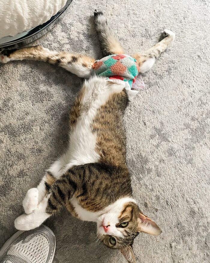 Couple Adopted Paralyzed Cat And Their Story Went Viral