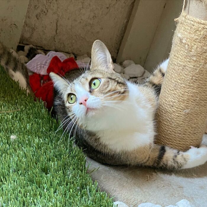 Couple Adopted Paralyzed Cat And Their Story Went Viral