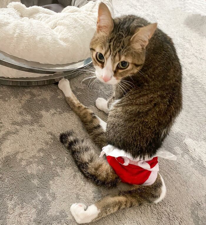 Couple Adopted Paralyzed Cat And Their Story Went Viral