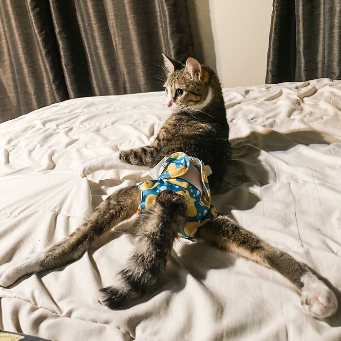 Couple Adopted Paralyzed Cat And Their Story Went Viral