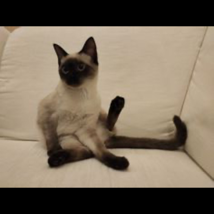 If Your Feeling Down, Here’s 14 Pictures Of My Cat. If Your Feeling Down, Here’s 14 Pictures Of My Cat.