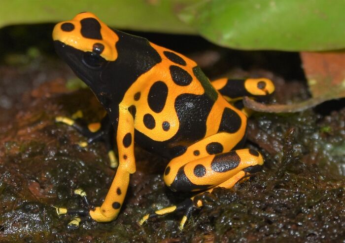 Dendrobates Leucomelas