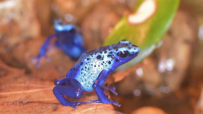 Dendrobates Tinctorius Azureus