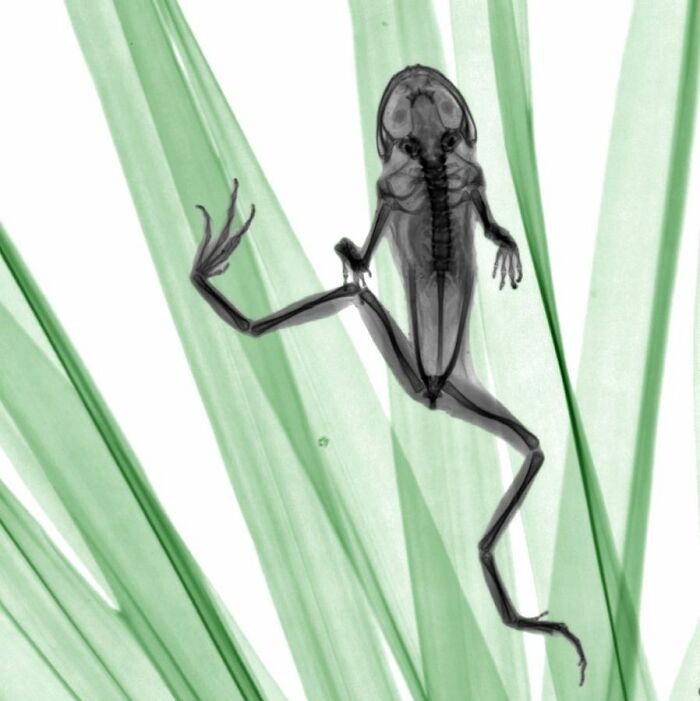 Frog Climbing Chamaerops