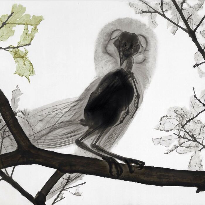 Wise Barn Owl In Oak Tree