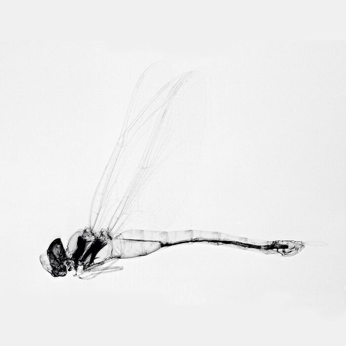 Some Types Of Dragonflies Hibernate