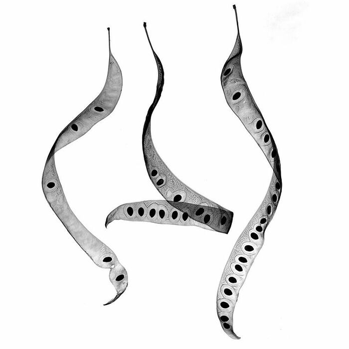 Nowadays The Honey Locust Tree Is Full Of Long Pods